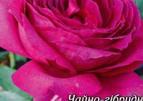 Rose ch/g Yurianda class AA, Seedlings, 6 pcs.