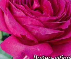 Rose ch/g Yurianda class AA, Seedlings, 6 pcs.