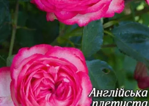 English Climbing Rose Pink Ice Grade AA, Seedlings, 6 pcs.