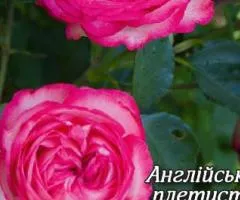 English Climbing Rose Pink Ice Grade AA, Seedlings, 6 pcs.