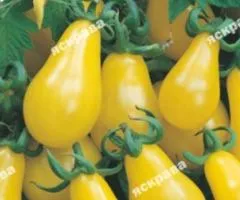 Томат Груша жовта 0.1 г, Насіння овочів, 20 шт.