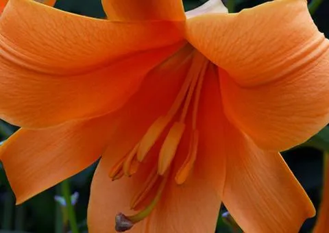 Lily LO hybrid African Queen 12/14, Bulbs and corms, 10 pcs