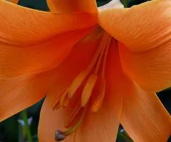 Lily LO hybrid African Queen 12/14, Bulbs and corms, 10 pcs
