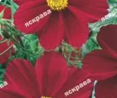 Космея низькоросла Яскраво-червона 0.15 г, Насіння квітів, 20 шт.