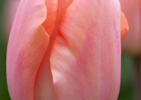 Tulip Triumph Apricot Beauty 10/11, Bulbs and corms, 30 pcs