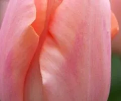 Tulip Triumph Apricot Beauty 10/11, Bulbs and corms, 30 pcs