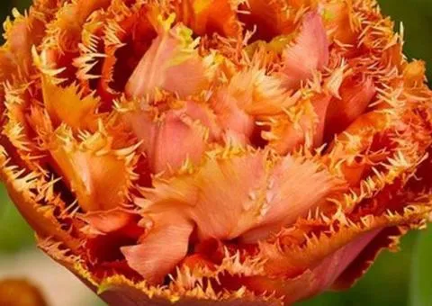Tulip Double + Fringed Sensual Touch 10/11, Bulbs and Corms, 30 pcs.
