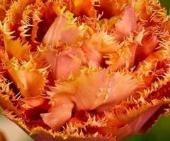Tulip Double + Fringed Sensual Touch 10/11, Bulbs and Corms, 30 pcs.