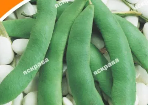 Квасоля кущова Еурека 30 г, Насіння овочів, 10 шт.