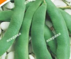 Квасоля кущова Еурека 30 г, Насіння овочів, 10 шт.
