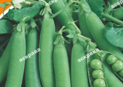 Sugar pea Bingo 30 g, Vegetable seeds, 10 pcs