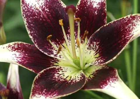Lily Asiatic Netti's Pride 12/14, Bulbs and Tubers, 10 pcs