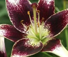 Lily Asiatic Netti's Pride 12/14, Bulbs and Tubers, 10 pcs