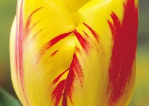 Tulip Triumph Washington 10/11, Bulbs and Corms, 30 pcs.