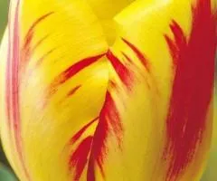 Tulip Triumph Washington 10/11, Bulbs and Corms, 30 pcs.