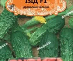 Огірок д/ж Ізід F1 (БАНКА) 50нас (50шт), Насіння, 50 шт.