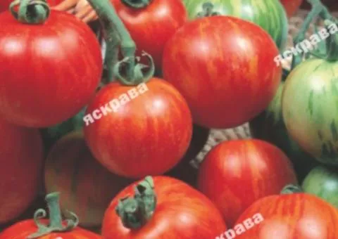 Томат Зебра помаранчева 0.1 г, Насіння овочів, 20 шт.