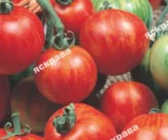 Томат Зебра помаранчева 0.1 г, Насіння овочів, 20 шт.
