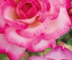 Climbing rose Händel class A, Seedlings, 8 pcs.