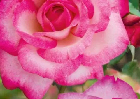 Climbing rose Handel class AA, Seedlings, 6 pcs.
