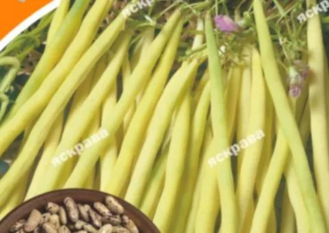Bean Crème Brûlée 20 g, Vegetable Seeds, 10 pcs.