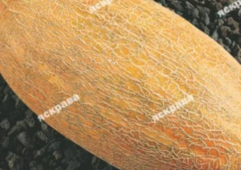 Melon Caramel 10 g, Vegetable Seeds, 10 pcs