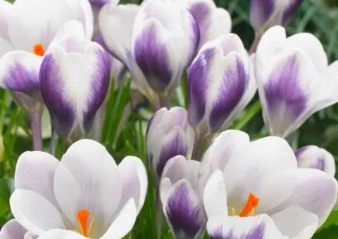 Crocus botanicus Prins Claus 5/7, Bulbs and corms, 100 pcs