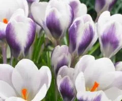 Crocus botanicus Prins Claus 5/7, Bulbs and corms, 100 pcs