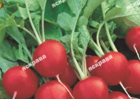 Редис Жара 20 г, Насіння овочів, 10 шт.