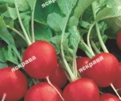 Редис Жара 20 г, семена овощей, 10 шт.