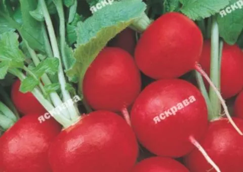 Редис Ранний красный 20 г, Семена овощей, 10 шт.