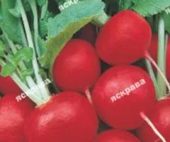 Редис Ранний красный 20 г, Семена овощей, 10 шт.