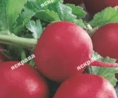 Редис Сора 20 г, Семена овощей, 10 шт.