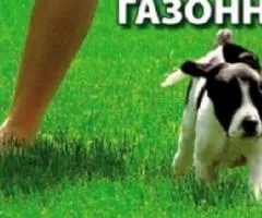 Трава газонна Універсальна 400 г, Насіння, 20 шт.