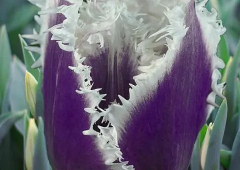 Tulip Fringed Cummins 10/11, Bulbs and Corms, 30 pcs