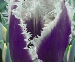 Tulip Fringed Cummins 10/11, Bulbs and Corms, 30 pcs