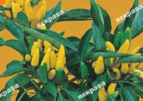 Hot pepper Romanian Yellow 0.2 g, Vegetable seeds, 20 pcs