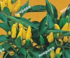 Перец острый Румынский жёлтый 0.2 г, Семена овощей, 20 шт.
