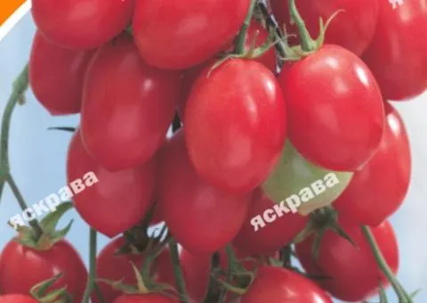 Томат Рожевий ізюм 0.1 г, Насіння овочів, 20 шт.