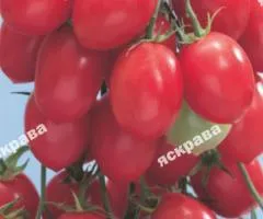 Томат Рожевий ізюм 0.1 г, Насіння овочів, 20 шт.