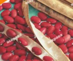Квасоля Рубінова зірка 20 г, Насіння овочів, 10 шт.
