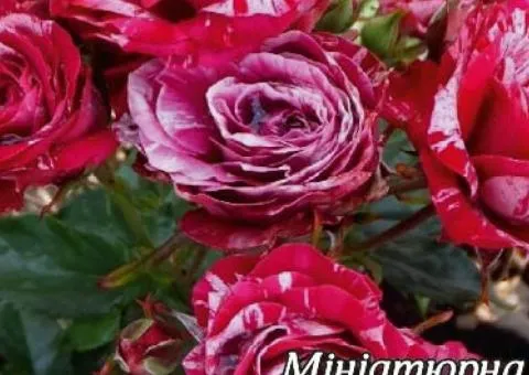 Border rose Arrow Folies class AA, Seedlings, 6 pcs.