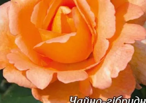 Rose bare-root Louis de Funès class AA, Seedlings, 6 pcs