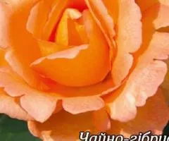 Rose bare-root Louis de Funès class AA, Seedlings, 6 pcs