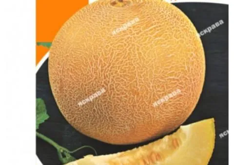 Melon Kolhospnytsia 10 g, Vegetable seeds, 10 pcs