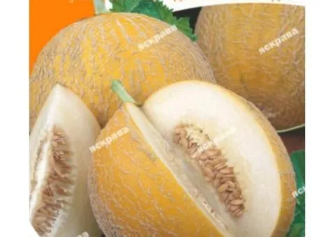 Melon Medok 10 g, Vegetable seeds, 10 pcs.