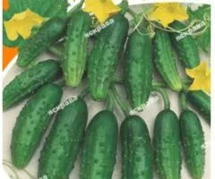Огірок Кущовий 5 г, Насіння овочів, 10 шт.
