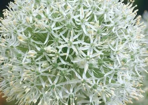 Allium Mount Everest 17/18, Bulbs and Tunics, 2 pcs.