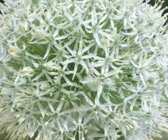 Allium Mount Everest 17/18, Bulbs and Tunics, 2 pcs.