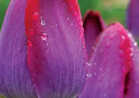 Tulip Triumph Pittsburgh 10/11, Bulbs and Corms, 30 pcs.